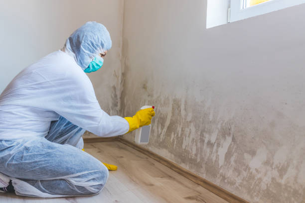 Licensed Basement Mold Remediation service in Saddle River, NJ - WQB Mold Removal