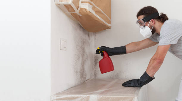 Professional Basement Mold Remediation technician working in Saddle River, NJ