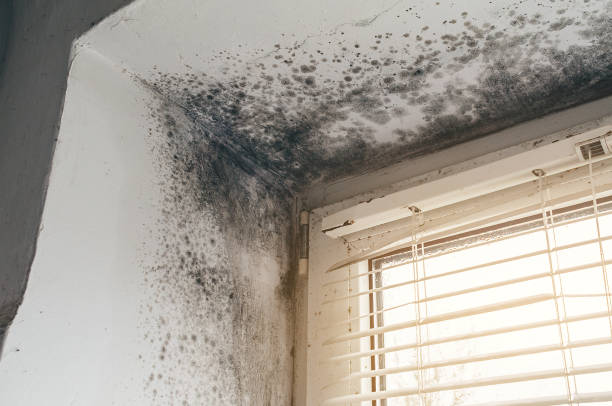 Affordable Basement Mold Remediation solutions in Saddle River, NJ